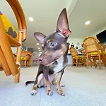 Hominngbird Acapulco